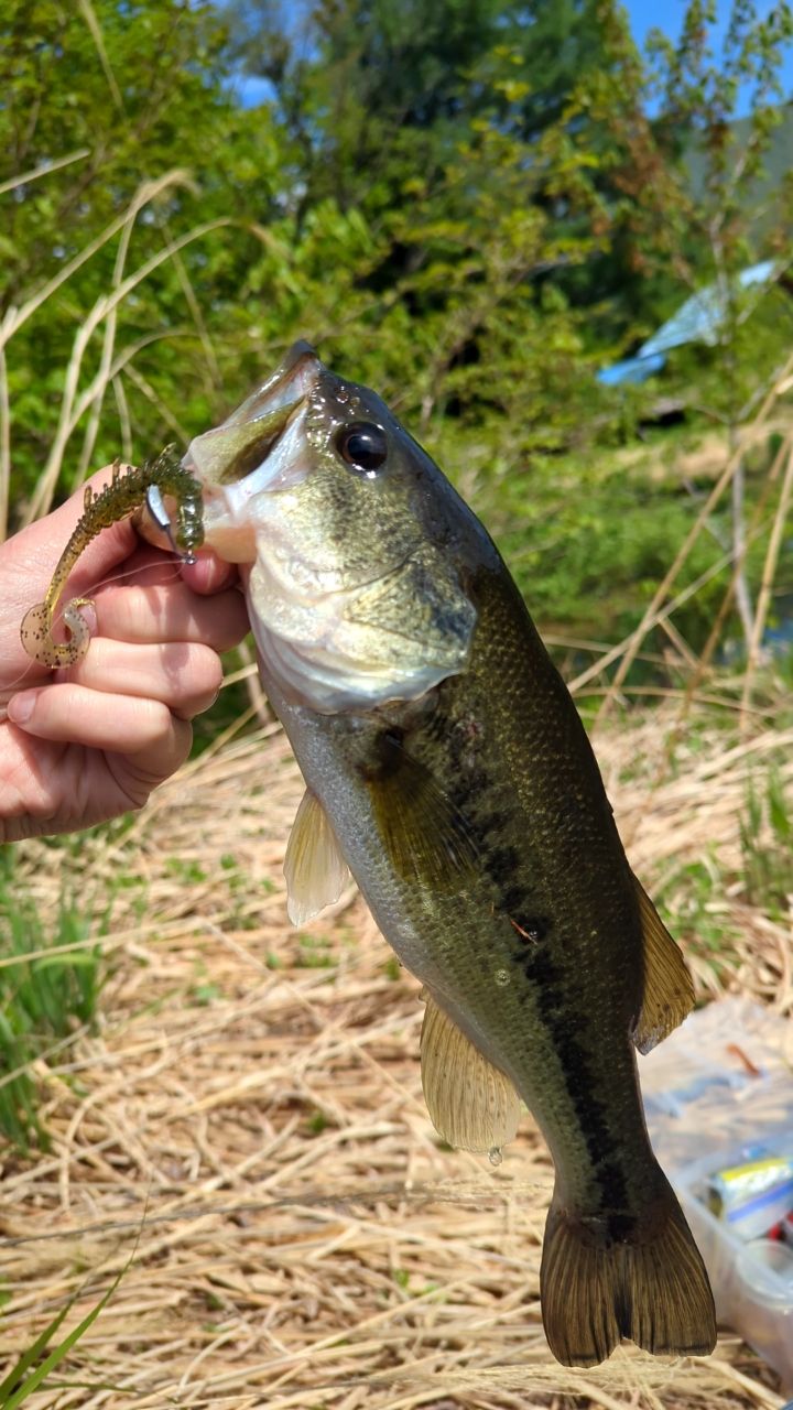 アブガルシア　KR-X ベイトフィネス カスタム 832MLT-LA-KR SALTY STAGE KR-X Baitfinesse Custom(ソルティーステージ・KR-X