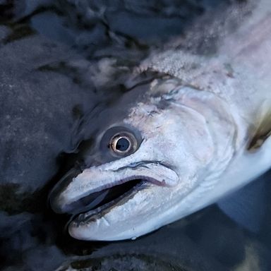 那須の釣り人