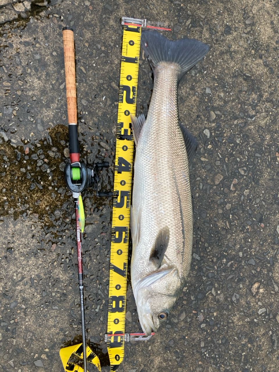 tailwalk アジスト TZ 511/SLの最安値・インプレ・釣果 | 本音の口コミ