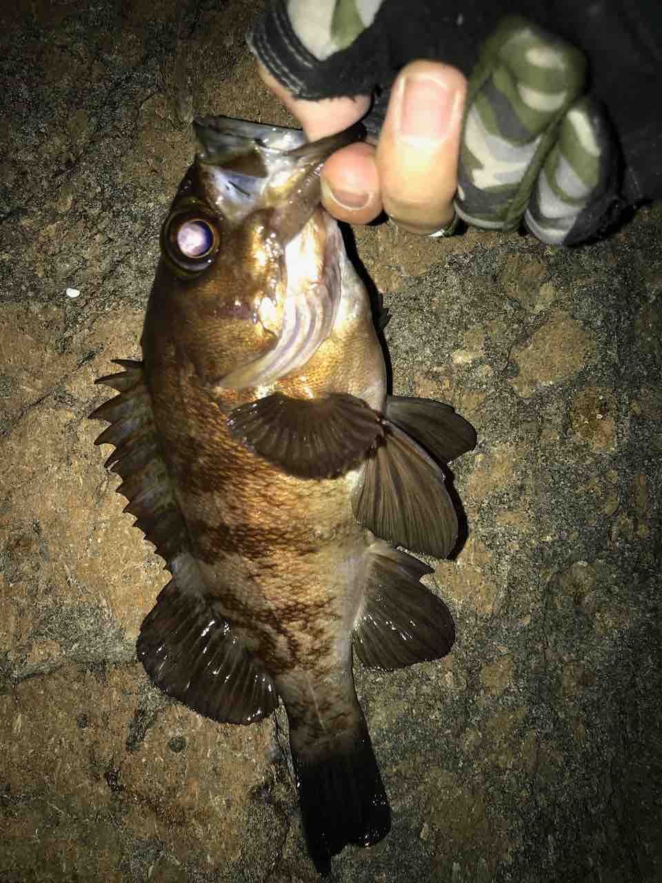 OLYMPIC フィネッツァ・プロトタイプ GFPS-722L-Tの最安値・インプレ