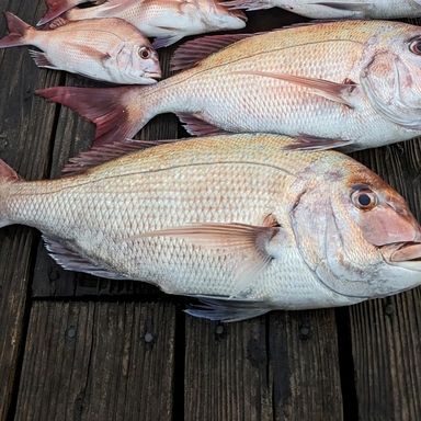 やすぴーの釣り日記