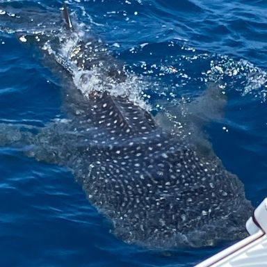 海渡（船長）