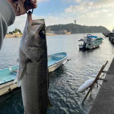 江ノ島釣りバカKIDS