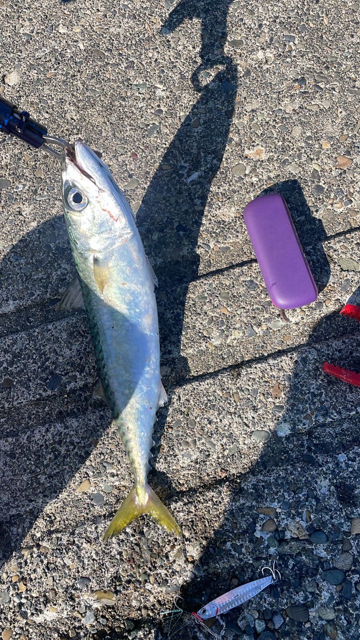 DAIWA 22HRF® (ハードロックフィッシュ) 79M・Qの最安値