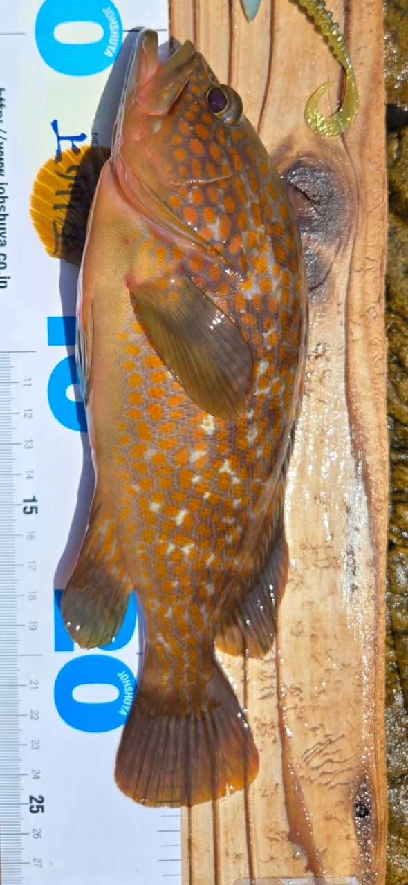 Megabass 礁楽 SL-71HCの最安値・インプレ・釣果 | 本音の口コミが