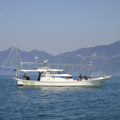 Bigfin Squid（敦賀）