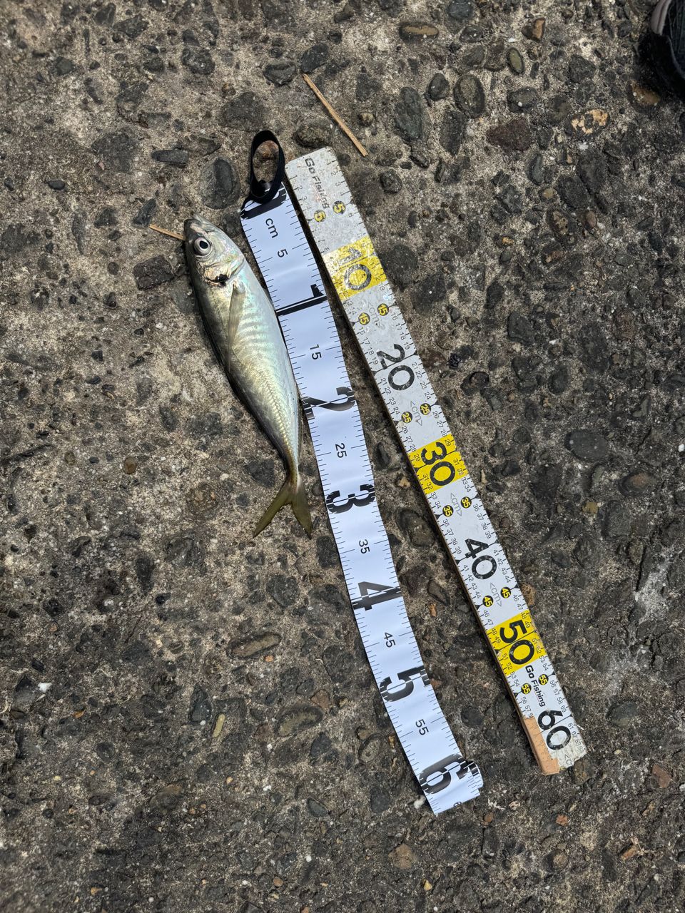 DUO テトラワークス リアクト TWRT-50の最安値・インプレ・釣果 | 本音