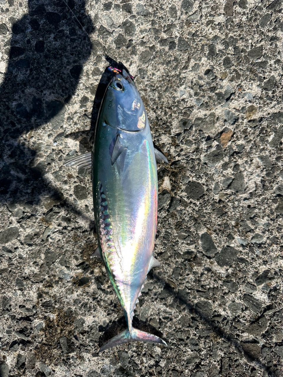 AbuGarcia エラディケーター パワーフィネス EPFS-710MLT-TZの最安値