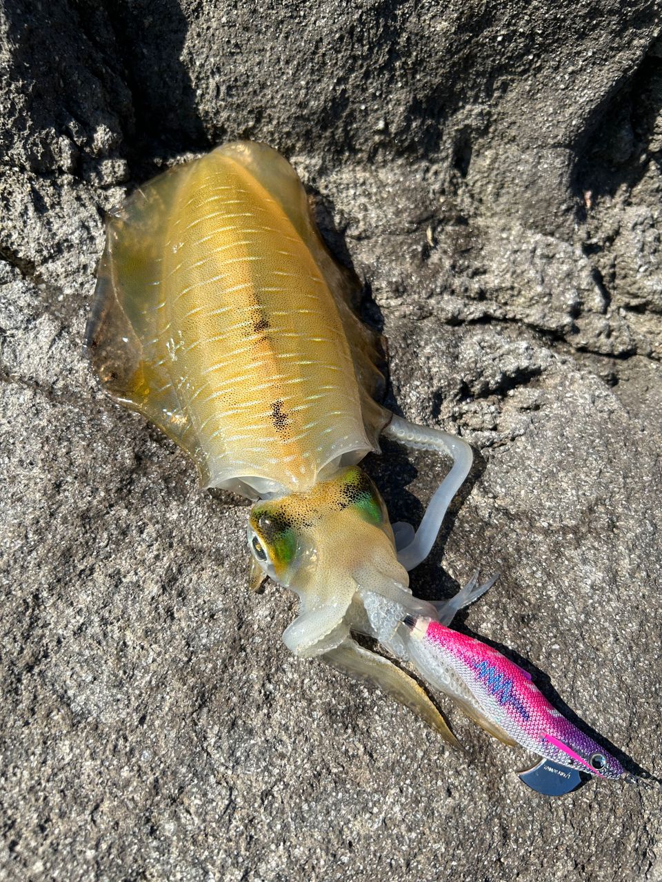 DAIWA 16エメラルダス ストイスト AGS 76M-SMTTの最安値・インプレ