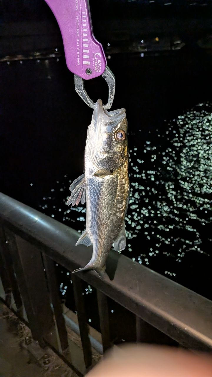 MajorCraft トリプルクロス シーバスの最安値・インプレ・釣果 | 本音