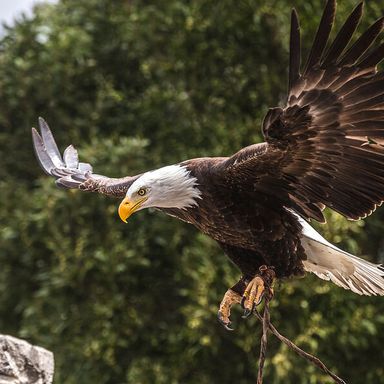 Flying Eagle