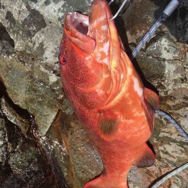 初老の釣り人