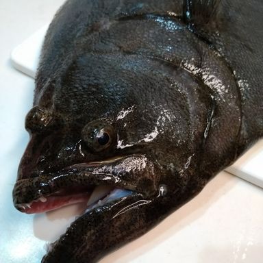 ヒラメが恋しい