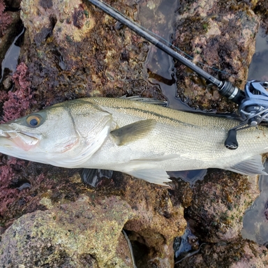 九頭竜川で釣れたコイの釣り・釣果情報 - アングラーズ | 釣果400万件
