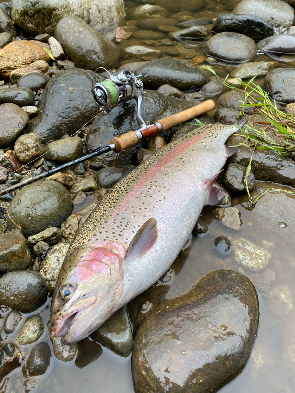 SHIMANO 17トラウトワン NS S92Mの最安値・インプレ・釣果