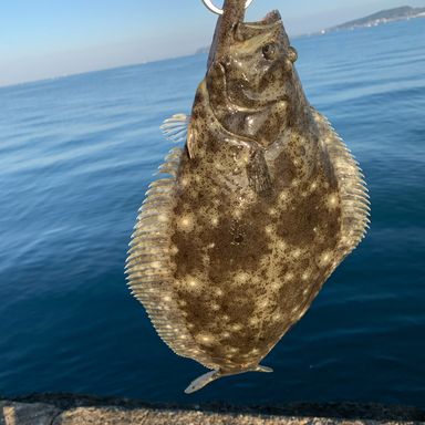 釣って食べたい