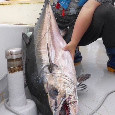 いろんなお魚釣ってみ隊(二等兵)