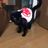 飼い猫の名前はクロ