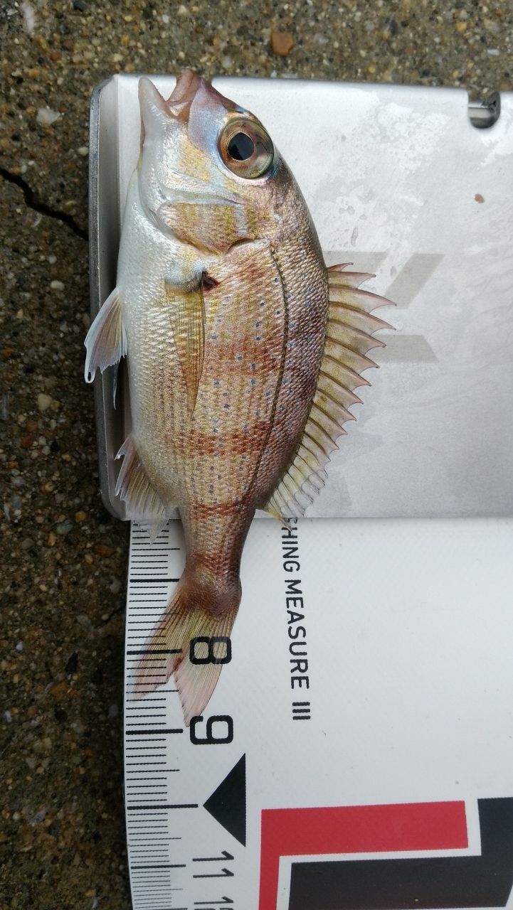 SHIMANO 20ゲーム タイプスロー J B66-4の最安値・インプレ・釣果