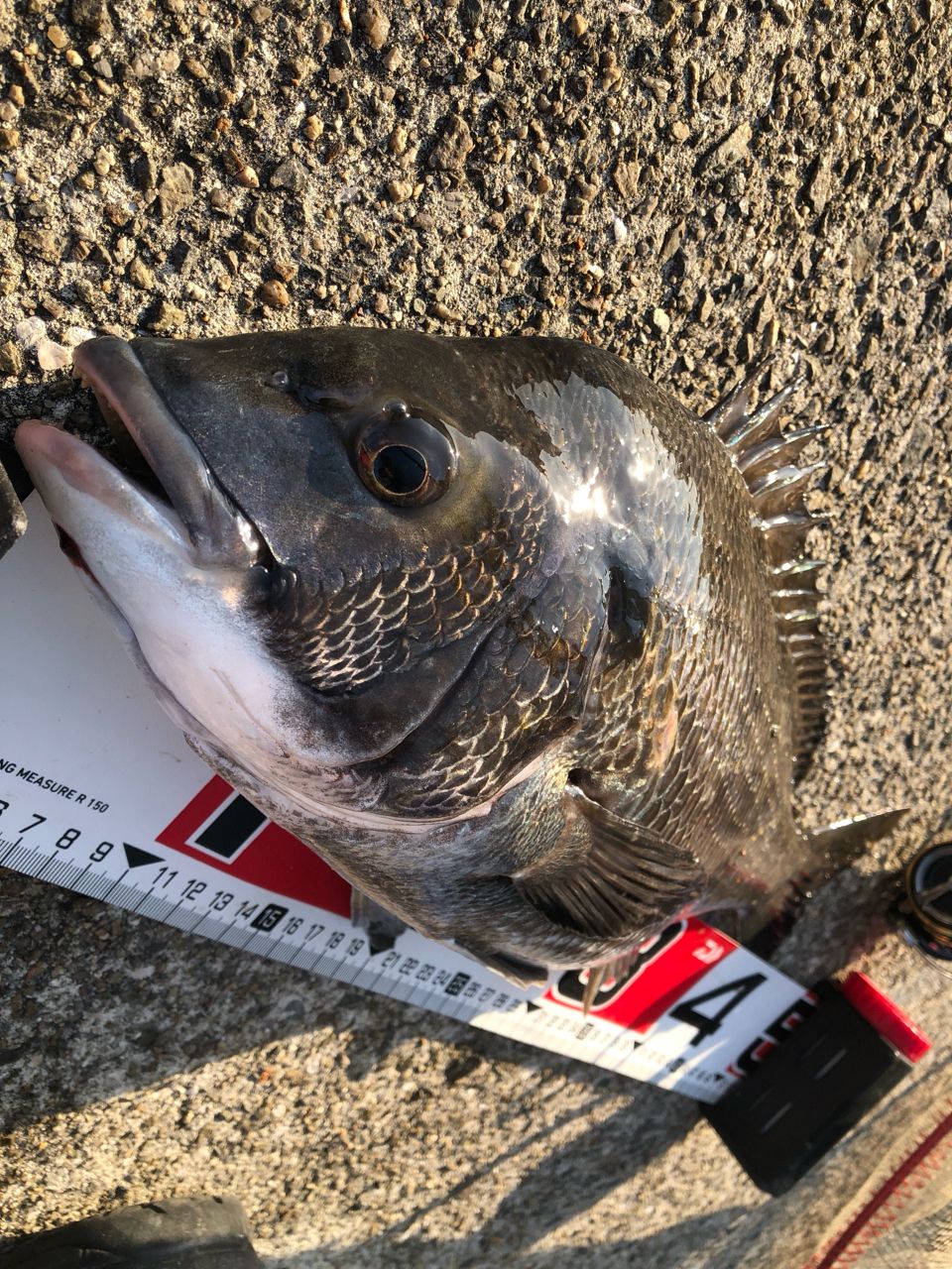 NISSIN イングラム 稲穂 CIM 0.5号36の最安値・インプレ・釣果 | 本音