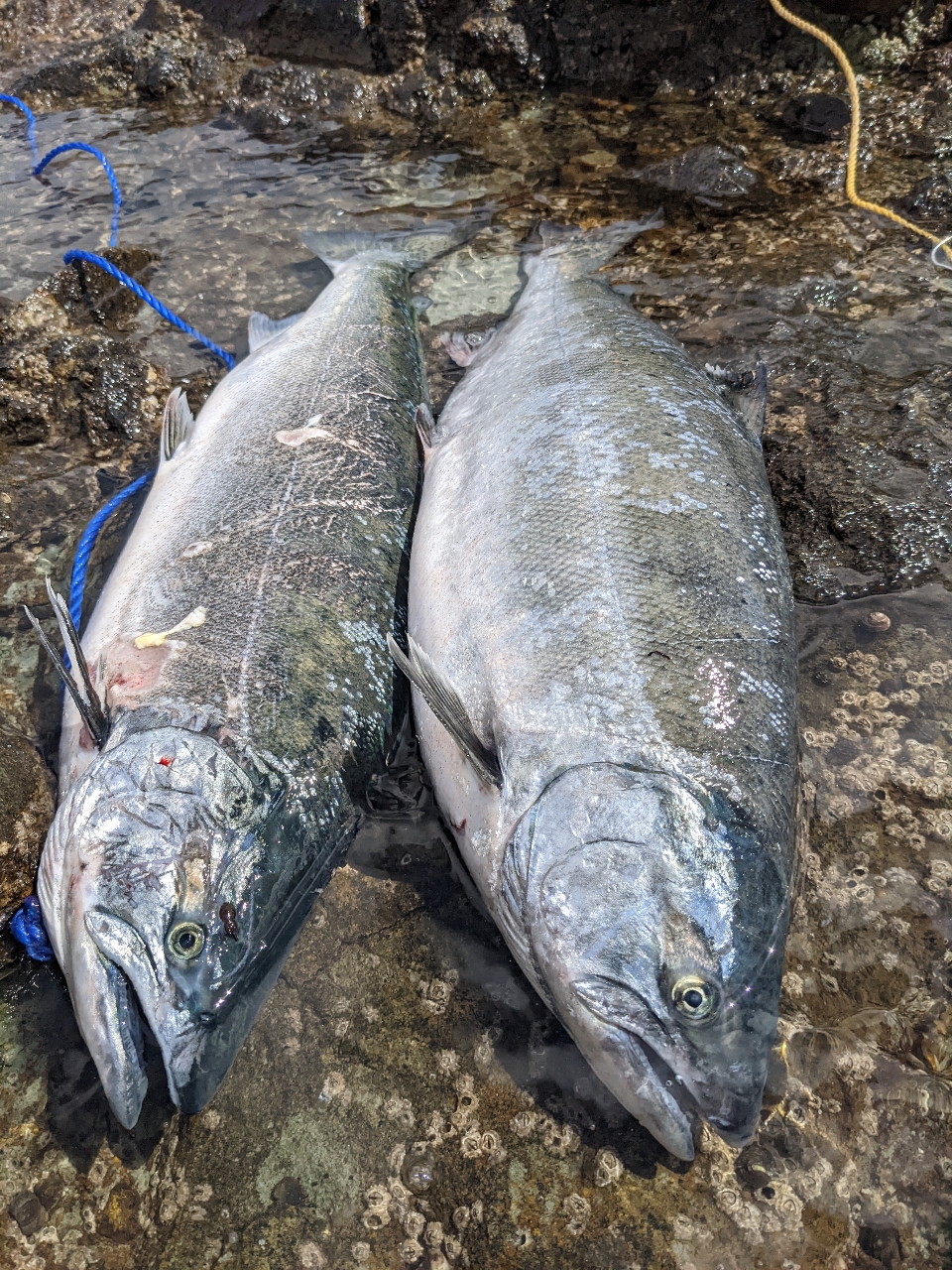 AbuGarcia トラウティンマーキス ノーザンカスタムの最安値 AbuGarcia トラウティンマーキス ノーザンカスタムの最安値