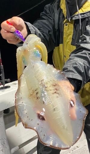 SHIMANO 22セフィア XR ティップエギング S511ML-S/Rの最安値