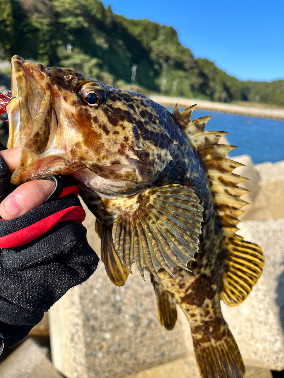 AbuGarcia ズームサファリ ZMSC-565Lの最安値・インプレ・釣果