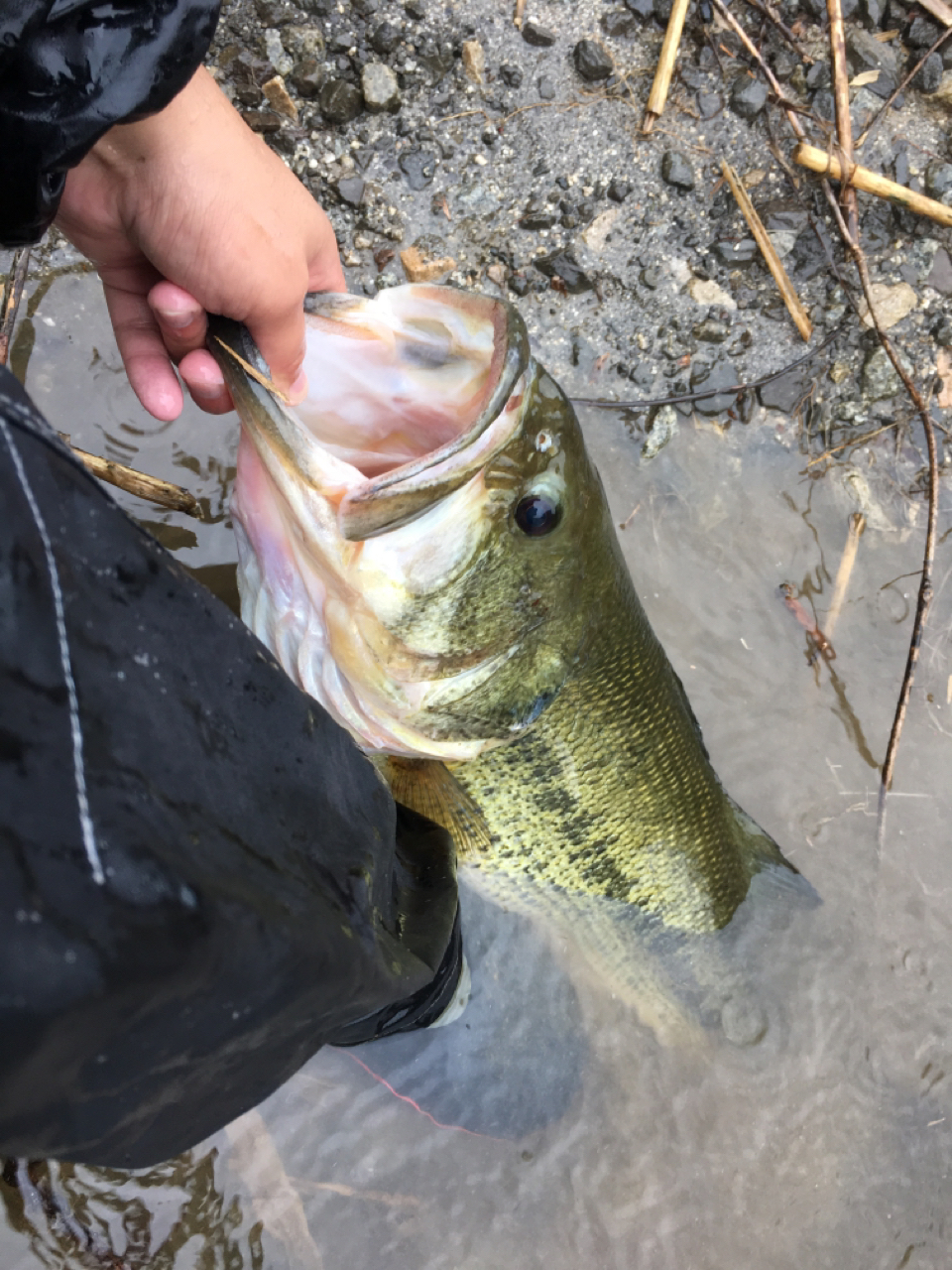 DAIWA 15リョウガ シュラプネル C3000HLの最安値・インプレ