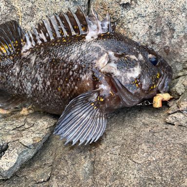 釣り人たか