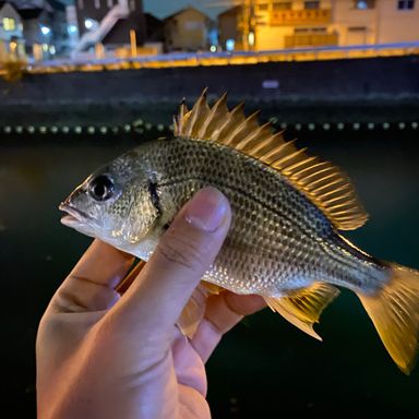 堀割川の釣り人