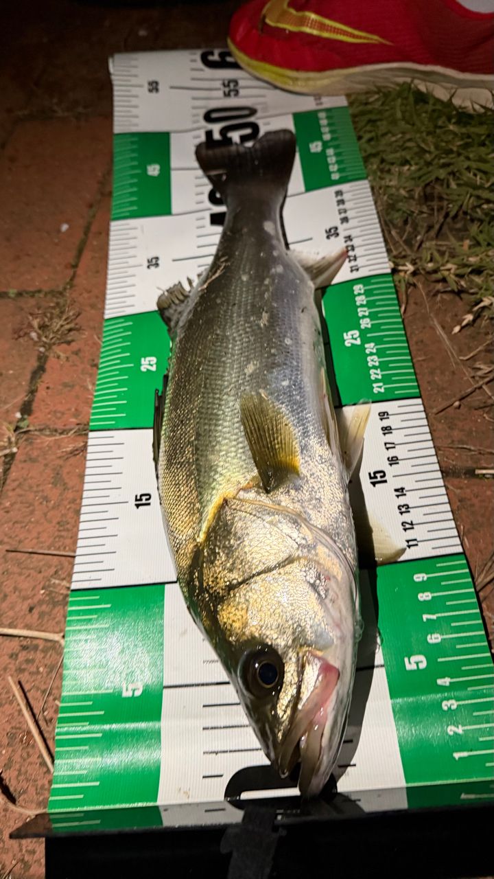 SHIMANO 22ネッサ BB S104Mの最安値・インプレ・釣果 | 本音の口コミが