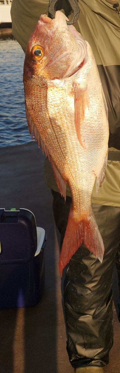 DAIWA 21ブレイゾン C66M-2の最安値・インプレ・釣果 | 本音の口コミが