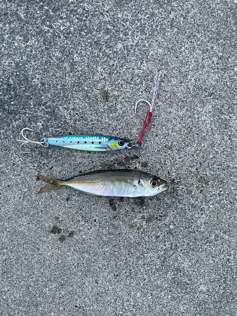 AbuGarcia ソルティースタイルロックフィッシュ STRS-702M-KRの最安値