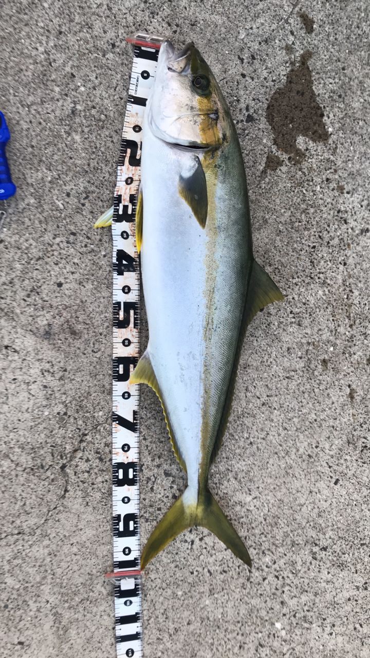 SHIMANO 19コルトスナイパー SS S100Mの最安値・インプレ・釣果 | 本音