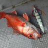 Hinamura