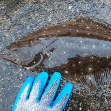 湘南の釣り師