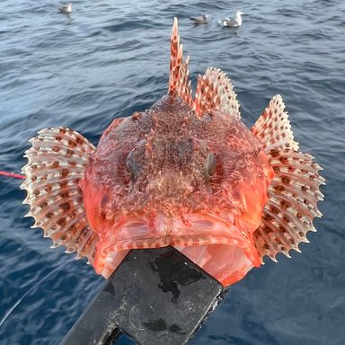 魚は美味しい