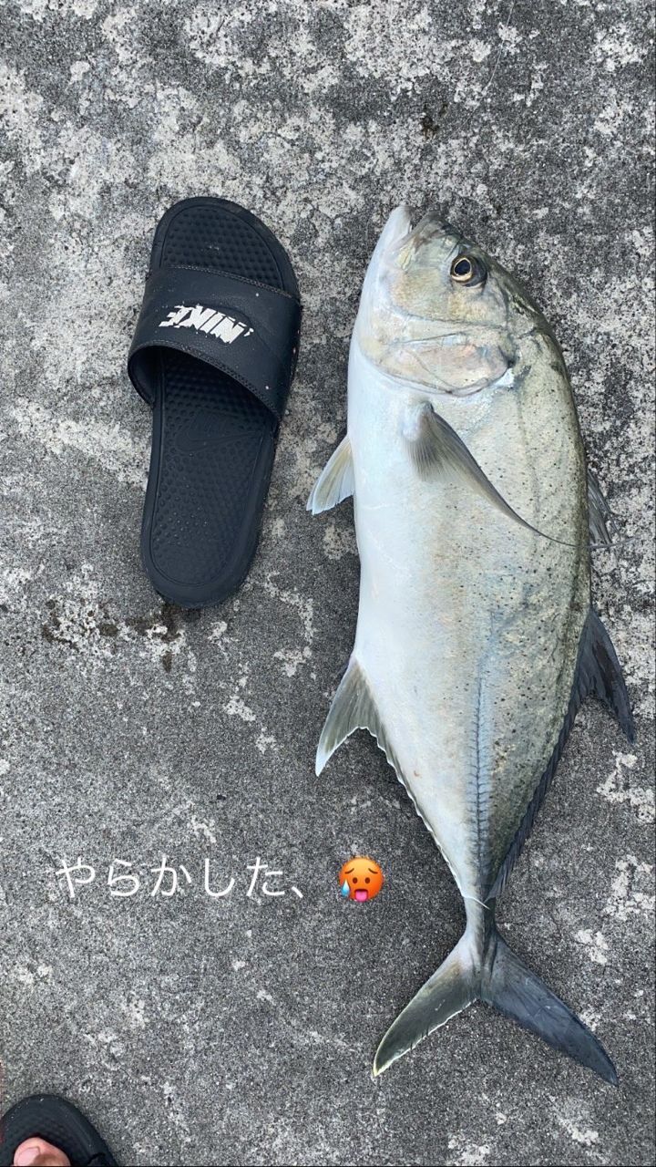 Daiwa 17 Megathis AGS 1.25-52 SMTダイワ DAIWA（ダイワ） 【取り寄せ商品】 メガディス AGS (1.25号-52 SMT