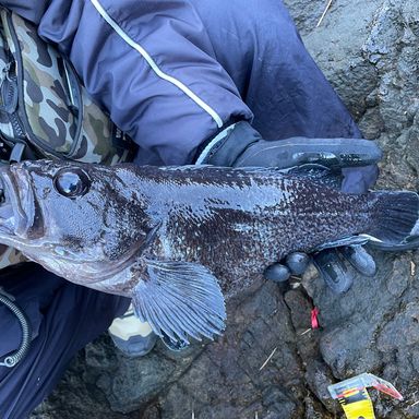 にわか釣り師 ニワカ釣り師 さんの 2026年05月10日のヤリイカの釣り・釣果情報(岩手