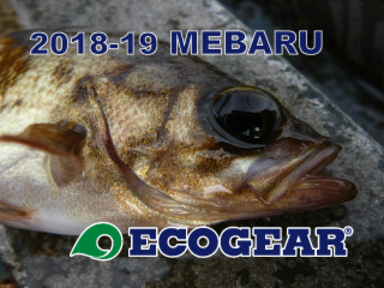 【ECOGEAR】2018-19メバルイベント開催！