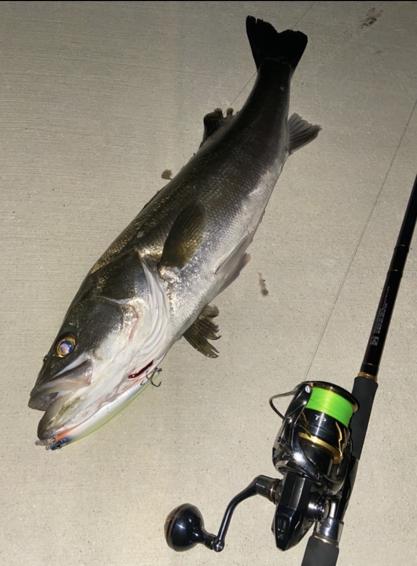 SHIMANO 20ツインパワー 4000の最安値・インプレ・釣果 | 本音の