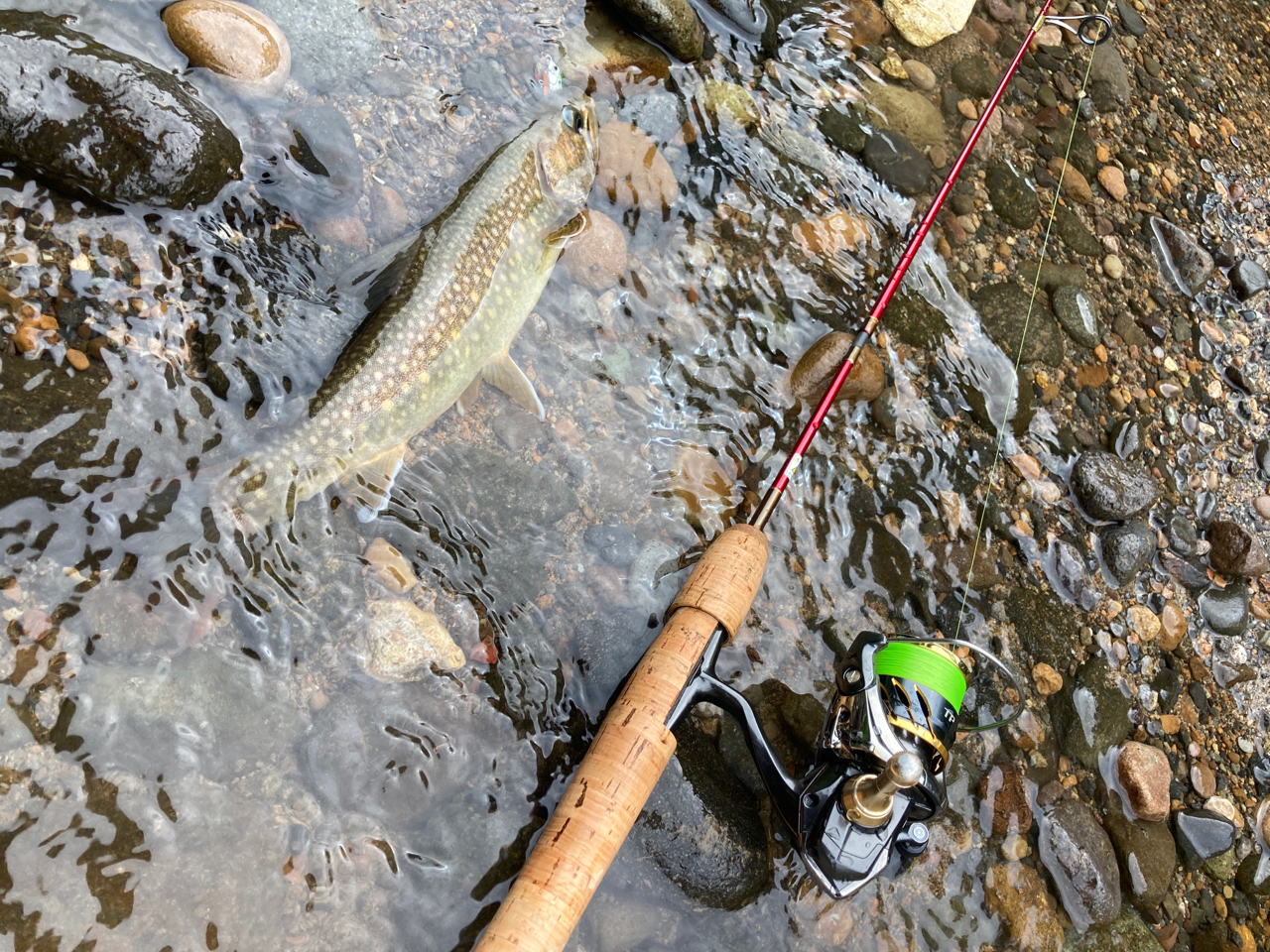 SHIMANO 20ツインパワー C2000SHGの最安値・インプレ・釣果