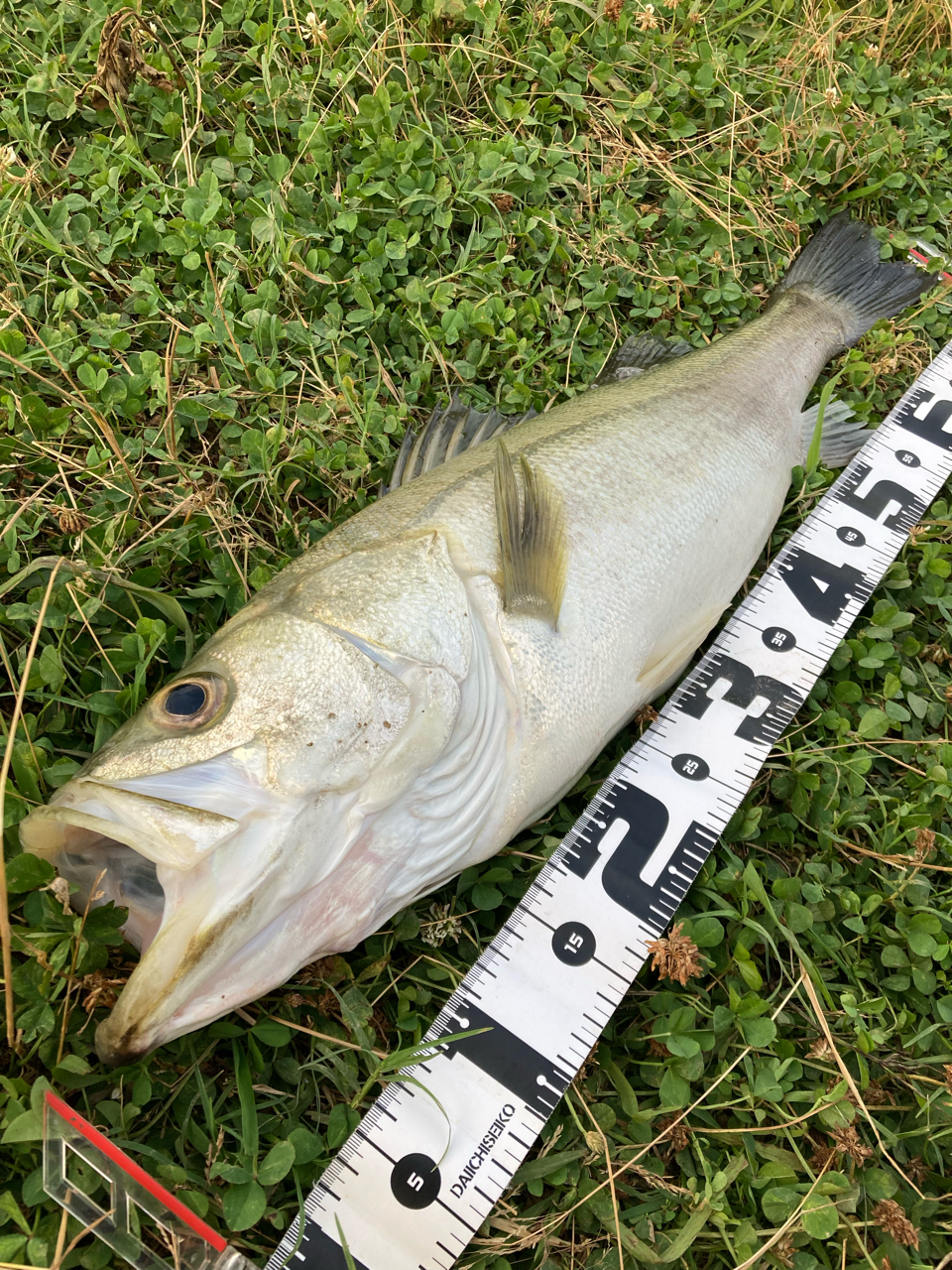 SHIMANO 20ツインパワー C3000MHGの最安値・インプレ・釣果 SHIMANO 20ツインパワー C3000MHGの最安値・インプレ・釣果