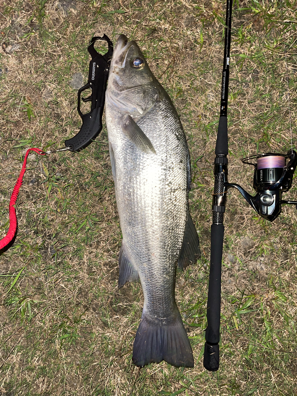 SHIMANO 22ステラ 4000XGのインプレ一覧 | 本音の口コミが集まる