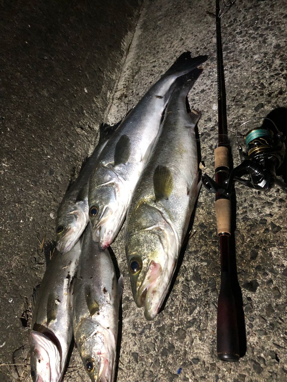 SHIMANO 20ツインパワー C3000XGの最安値・インプレ・釣果 | 本音の