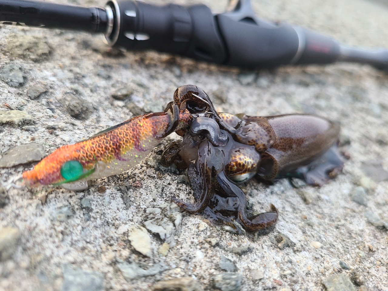 淡水&海水、カサゴやメバル、トラウト等の小型魚からイカや40cm