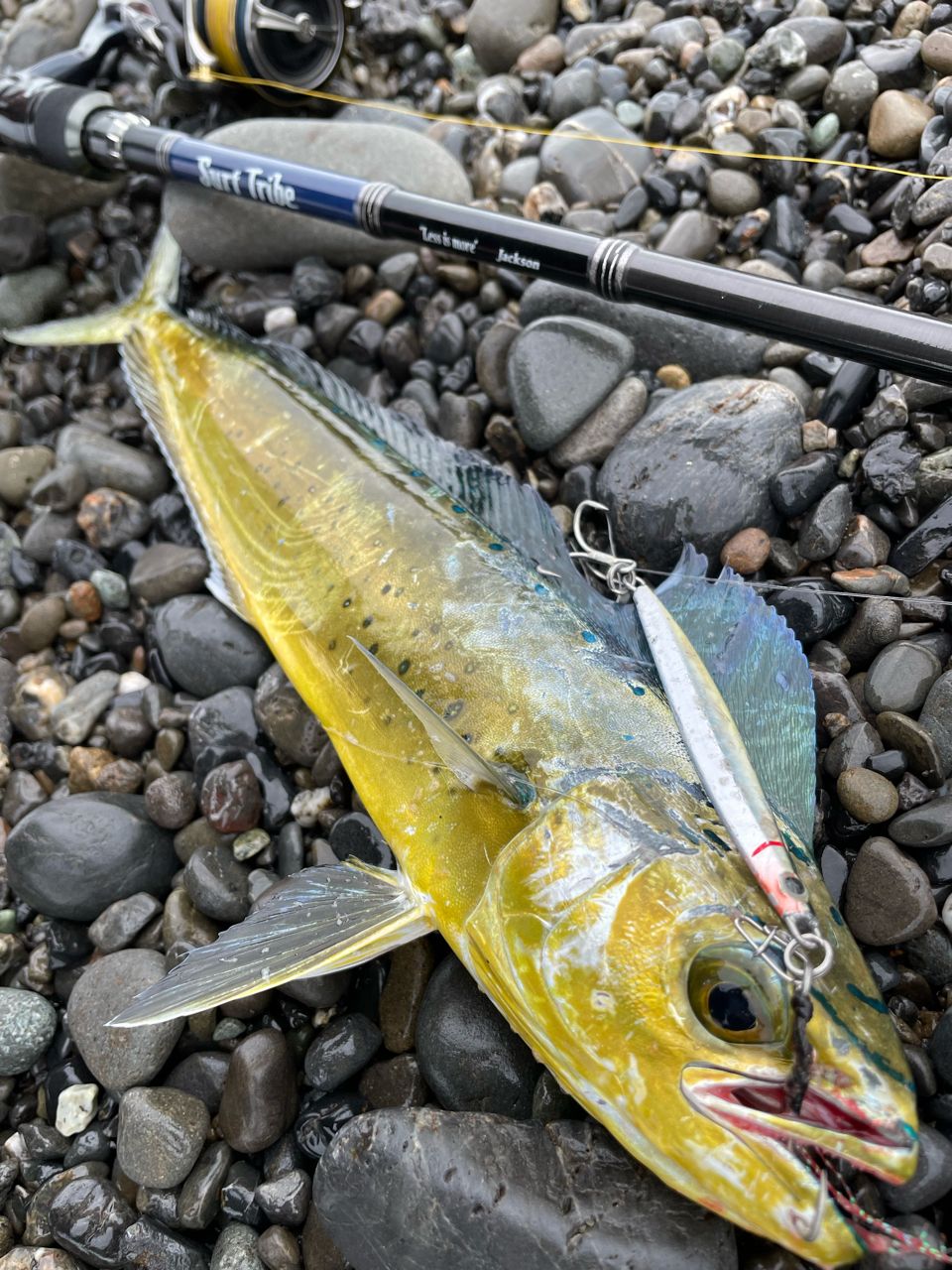 DAIWA 19セルテート LT3000-CXHのインプレ一覧 | 本音の口コミが集まる