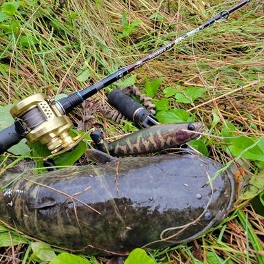 SHIMANO CALCUTTA CONQUEST 200HG RIGHT