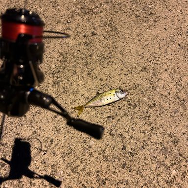 VARIVAS AJING MASTER 0.25号 RedEye0.25号