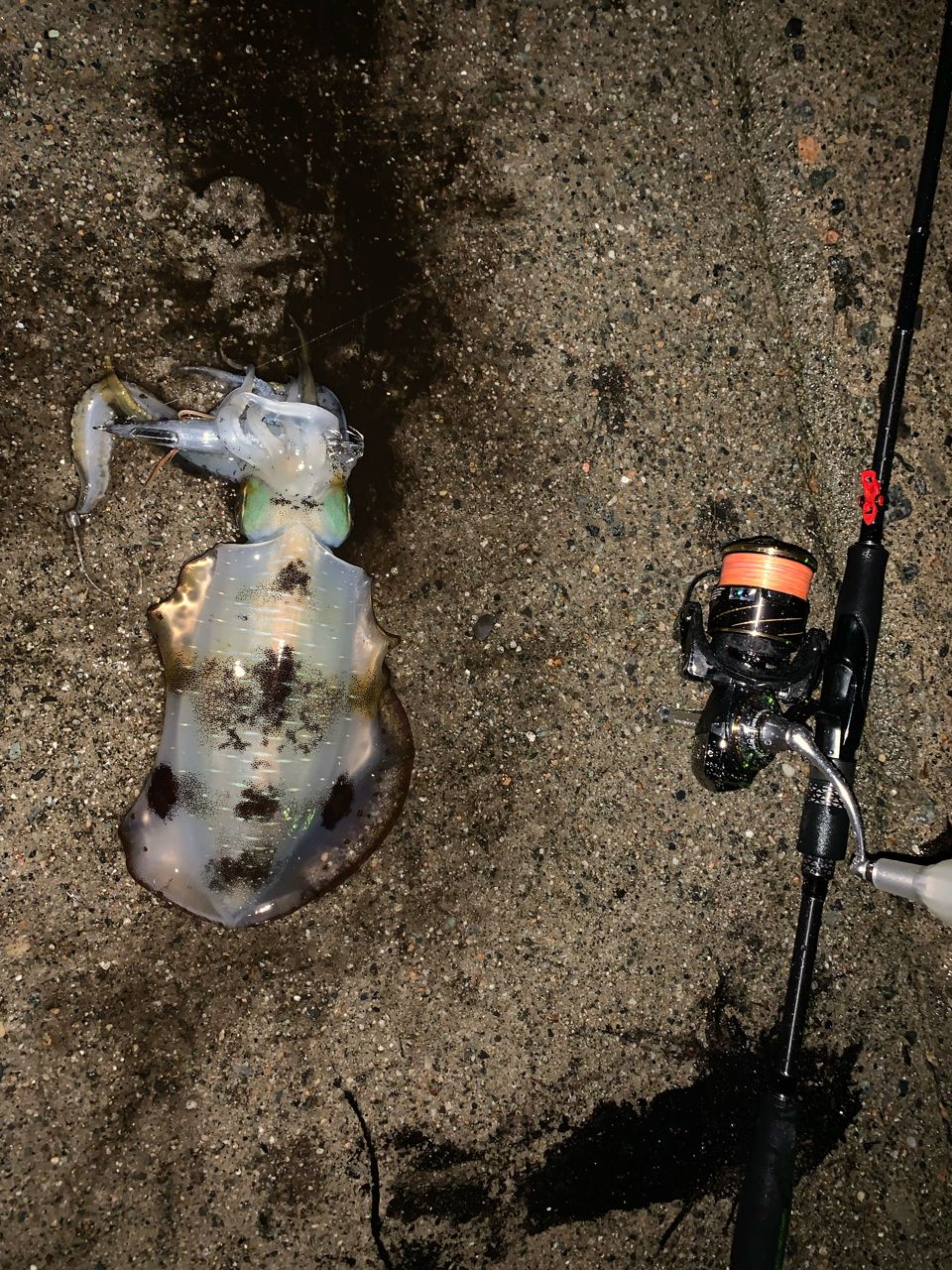 MajorCraft エギゾースト 5G Medium Light & Medium EZ5-832Mの最